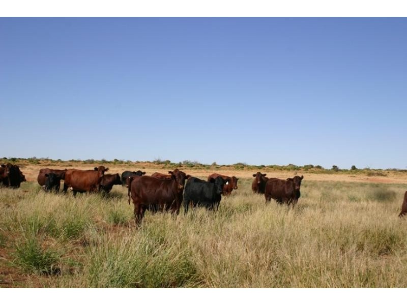 Quinyambie Station,160 km north west, Broken Hill NSW 2880