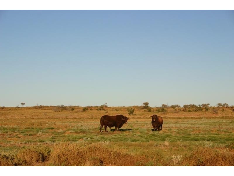 Quinyambie Station,160 km north west, Broken Hill NSW 2880
