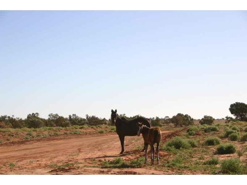 Quinyambie Station,160 km north west, Broken Hill NSW 2880