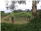 Langhorne Creek SA 5255