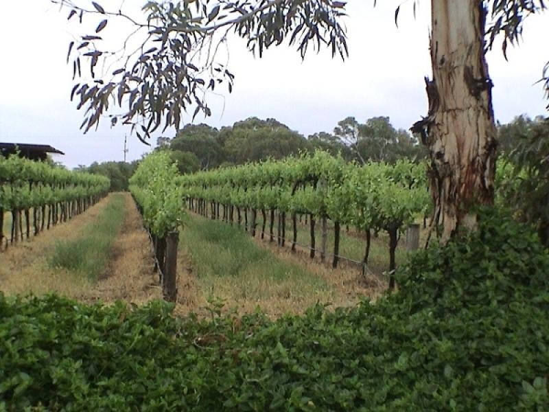 Langhorne Creek SA 5255