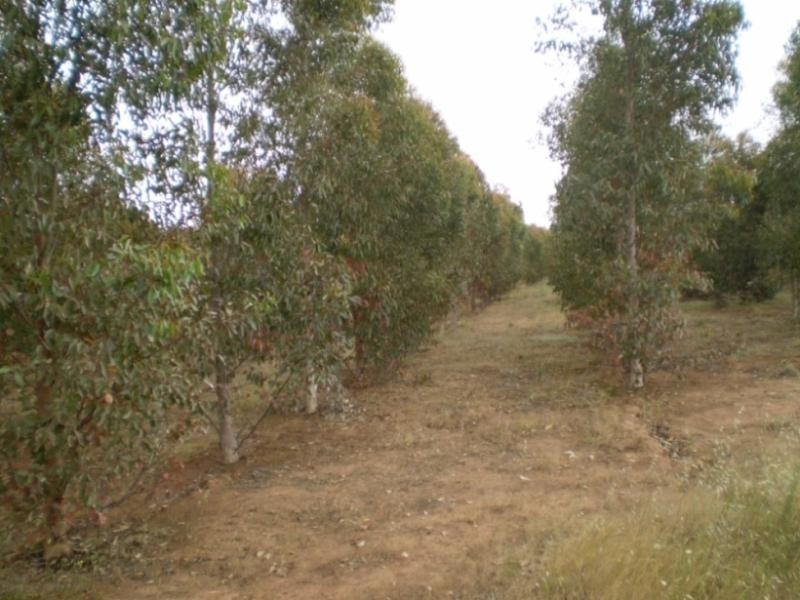 3 Annie Lane, Rockleigh SA 5254