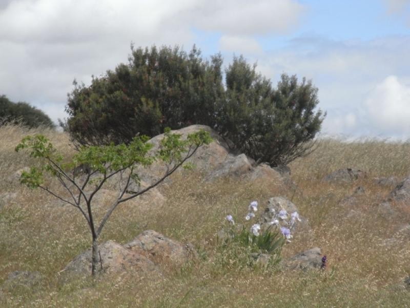 3 Annie Lane, Rockleigh SA 5254