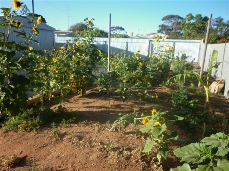 78 Newton Street, Whyalla SA 5600
