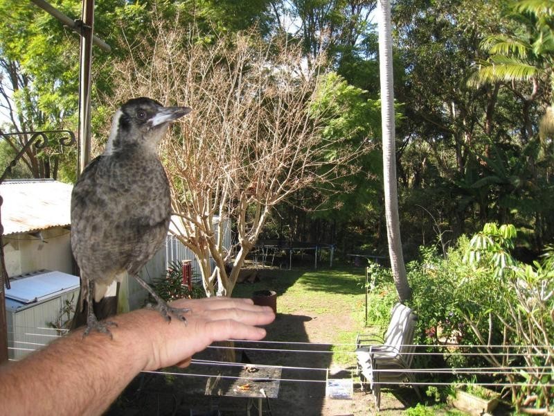 Umina Beach NSW 2257