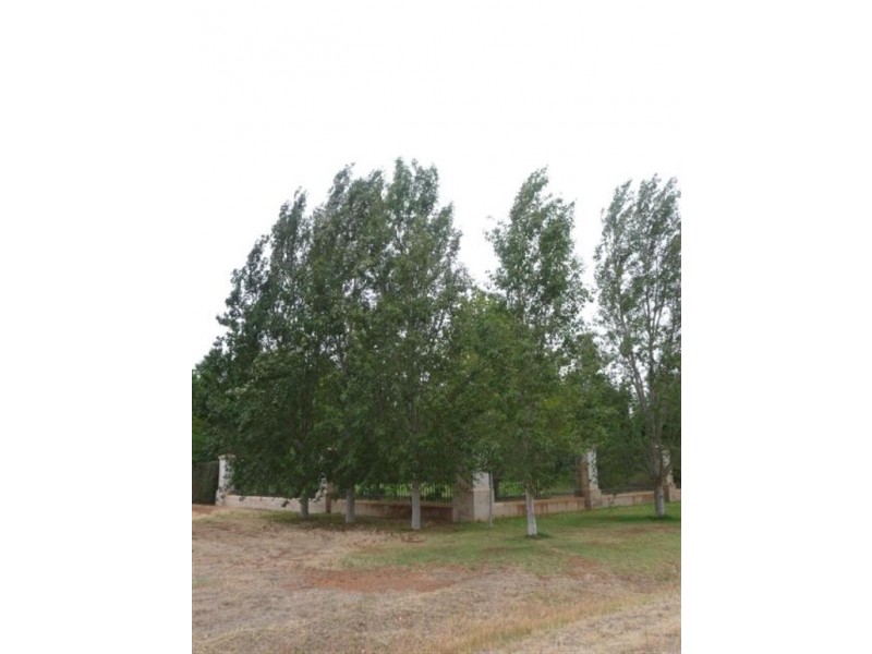 Farm 1444 C, Bilbul NSW 2680