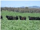 40 SPRING CREEK ROAD40 SPRING CREEK ROAD, Adelong NSW 2729