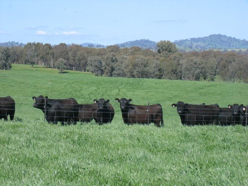 40 SPRING CREEK ROAD40 SPRING CREEK ROAD, Adelong NSW 2729