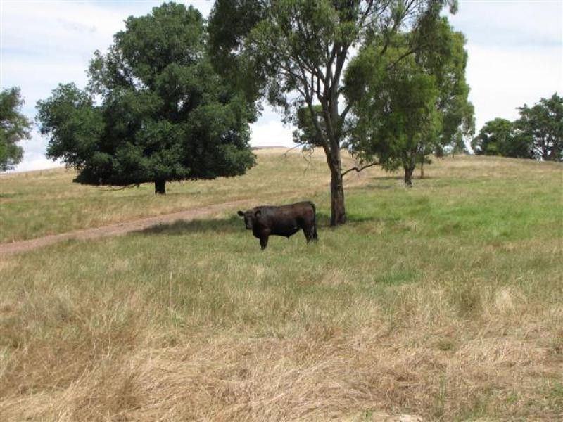 104 Morgans Reserve, Tumut NSW 2720