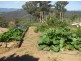 4444 Tumut Road, Batlow NSW 2730