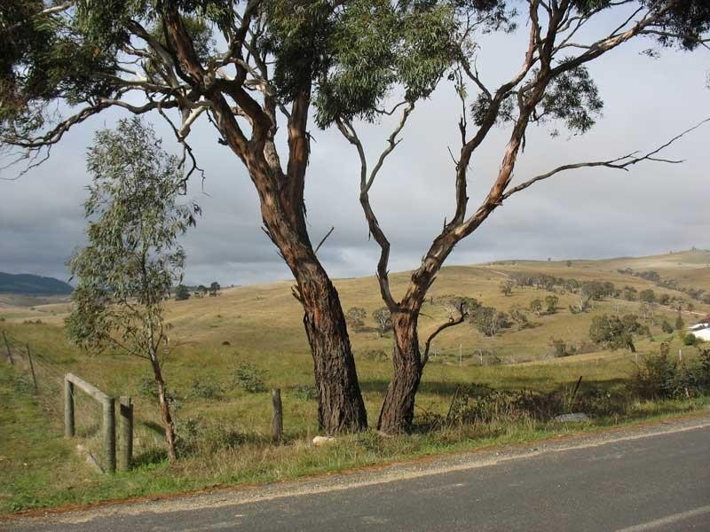 103 Sebastopol Hill Road, Omeo VIC 3898