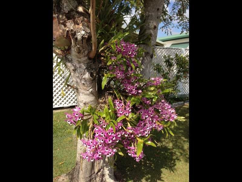 23 Lyrebird Avenue Golden Downs 462 Beams, Fitzgibbon QLD 4018