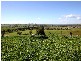 3392 Oura Road, Wantabadgery NSW 2650