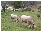 LOT 2 Tumbarumba Road, Tarcutta NSW 2652