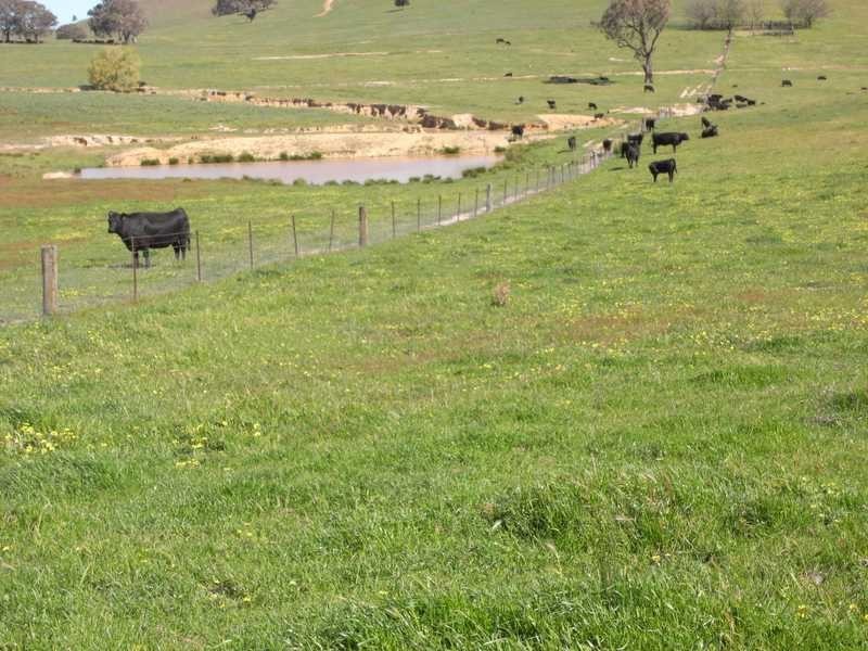 Back Station Creek Reno Road, Gundagai NSW 2722