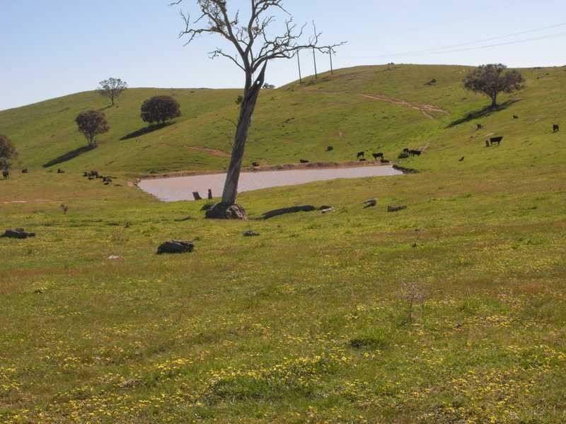 Back Station Creek Reno Road, Gundagai NSW 2722