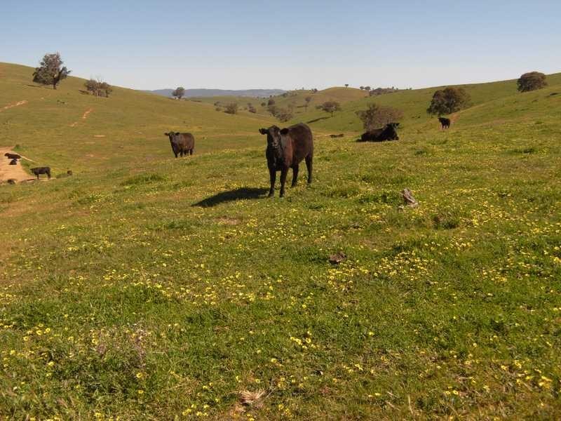 Back Station Creek Reno Road, Gundagai NSW 2722