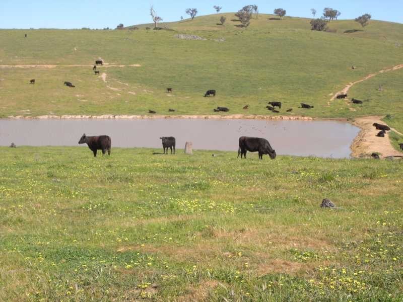 Back Station Creek Reno Road, Gundagai NSW 2722
