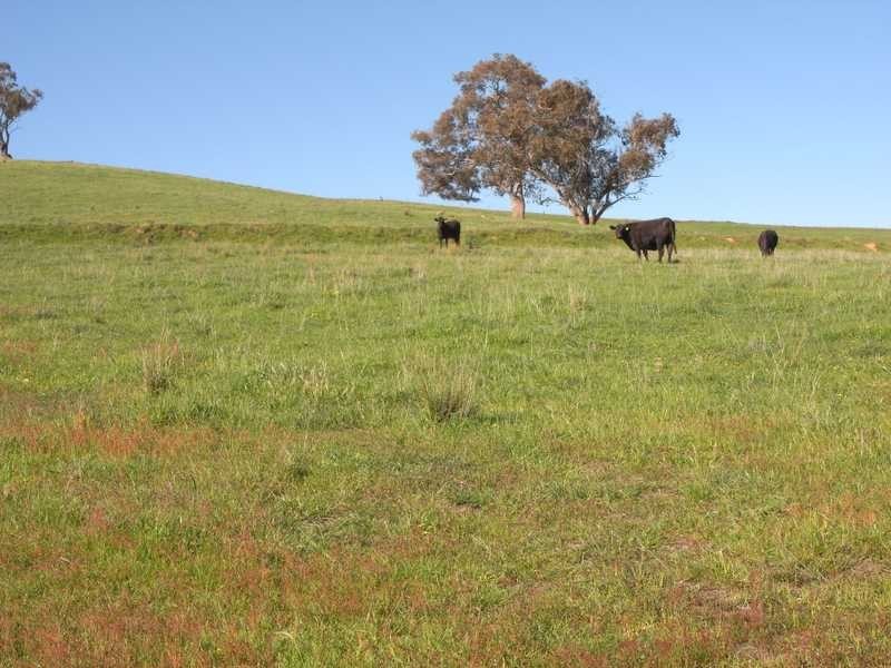 Back Station Creek Reno Road, Gundagai NSW 2722