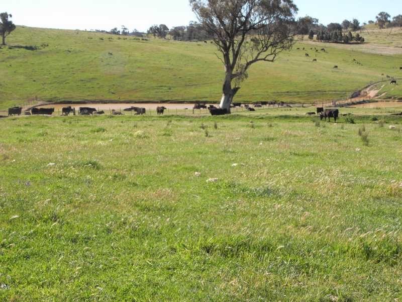 Back Station Creek Reno Road, Gundagai NSW 2722