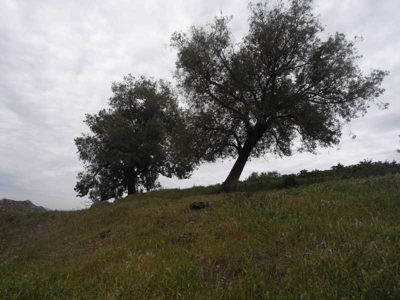 Willowie 5 Mile Creek Road, Gundagai NSW 2722