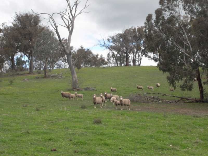 Lot/3 Gocup Road, Gundagai NSW 2722