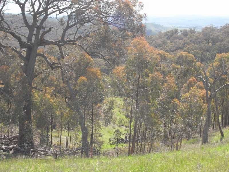 Lot/3 Gocup Road, Gundagai NSW 2722