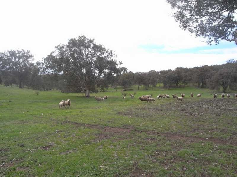 Lot/3 Gocup Road, Gundagai NSW 2722