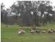 Lot/3 Gocup Road, Gundagai NSW 2722