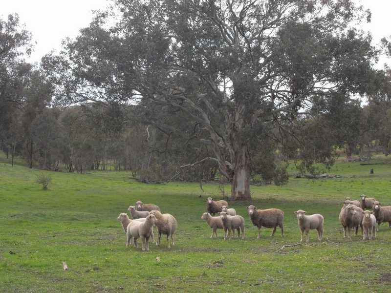 Lot/3 Gocup Road, Gundagai NSW 2722