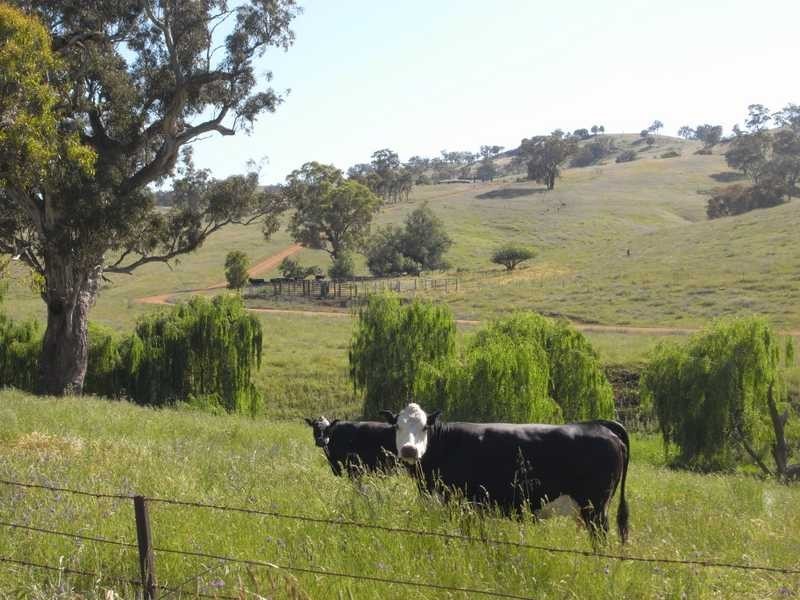 520 Darbalara Road, Gundagai NSW 2722
