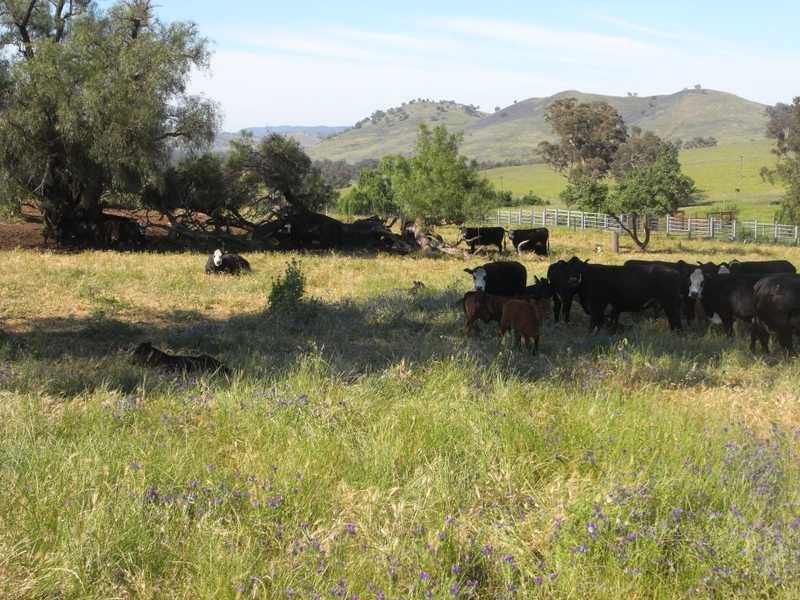 520 Darbalara Road, Gundagai NSW 2722