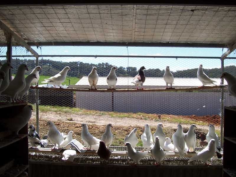 Montevideo Tumbarumba Road, Carabost NSW 2650