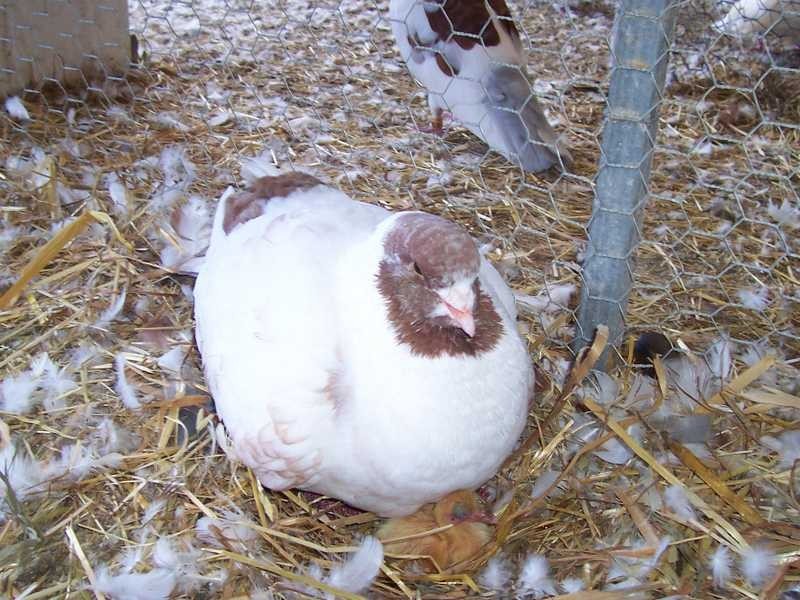 Montevideo Tumbarumba Road, Carabost NSW 2650