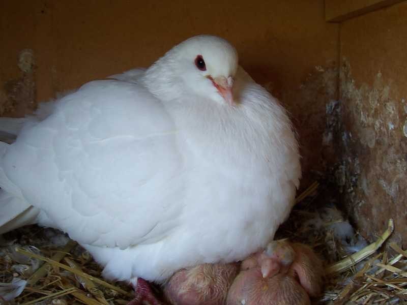 Montevideo Tumbarumba Road, Carabost NSW 2650