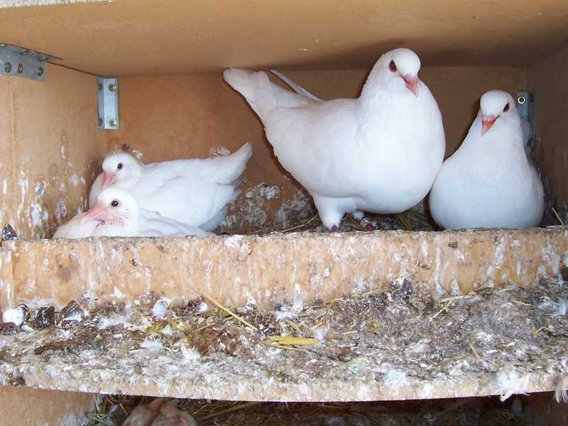 Montevideo Tumbarumba Road, Carabost NSW 2650