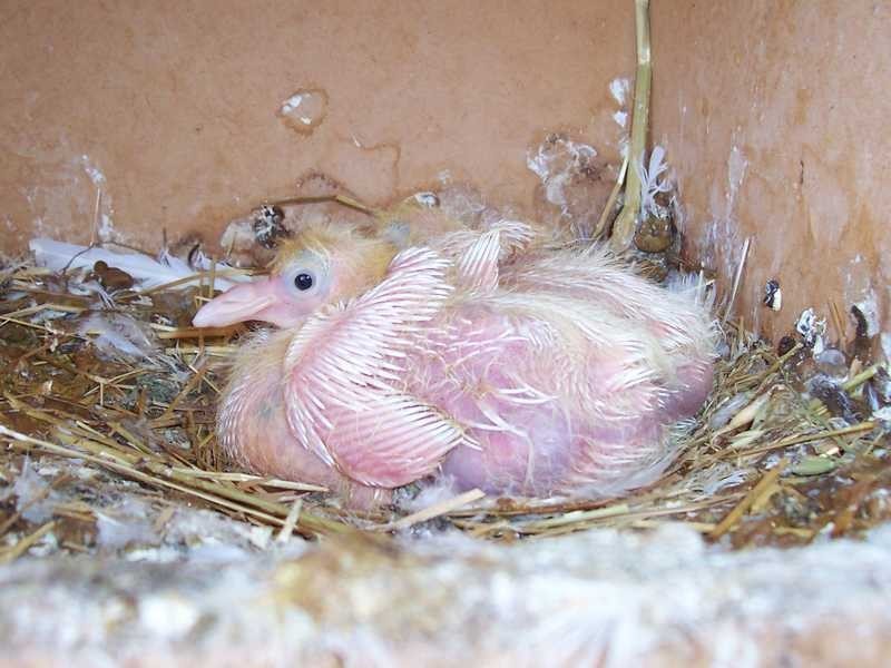 Montevideo Tumbarumba Road, Carabost NSW 2650