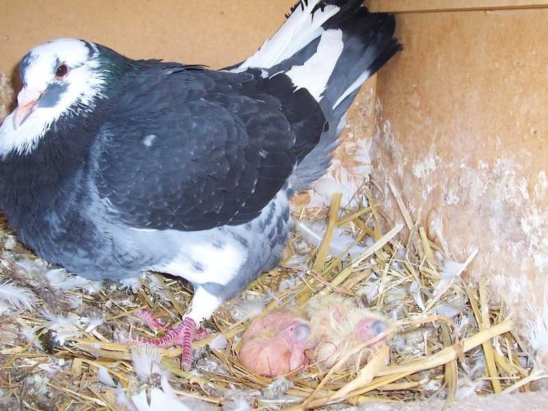 Montevideo Tumbarumba Road, Carabost NSW 2650