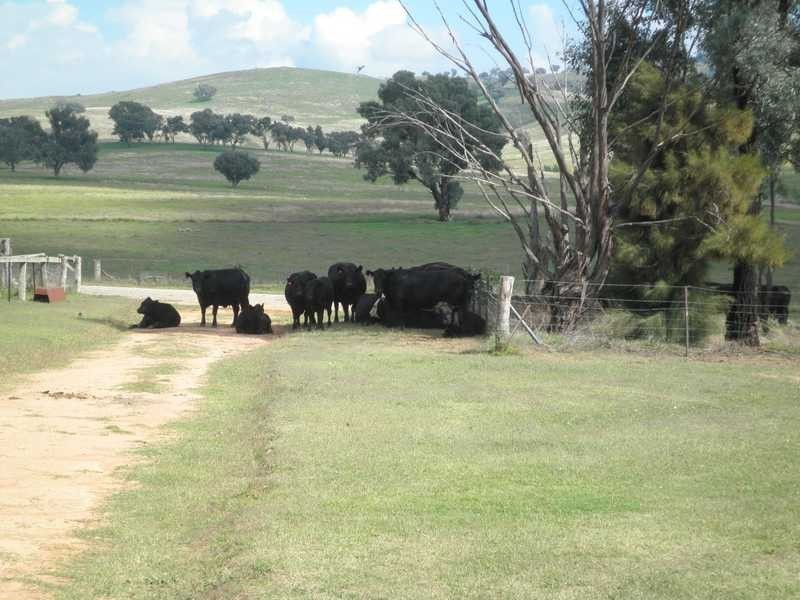 Dorney’s Run Burra Road, Gundagai NSW 2722