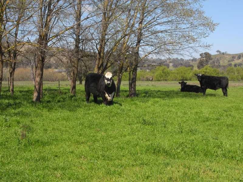 Lot 2 Tip Top, Tumblong NSW 2729