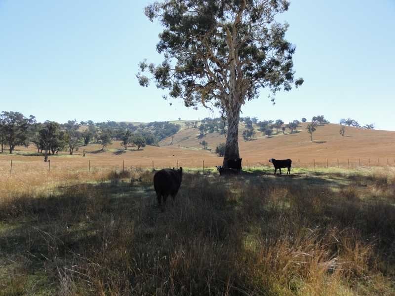 Lot/117 Kangaroo Mount Road, Darbalara NSW 2722