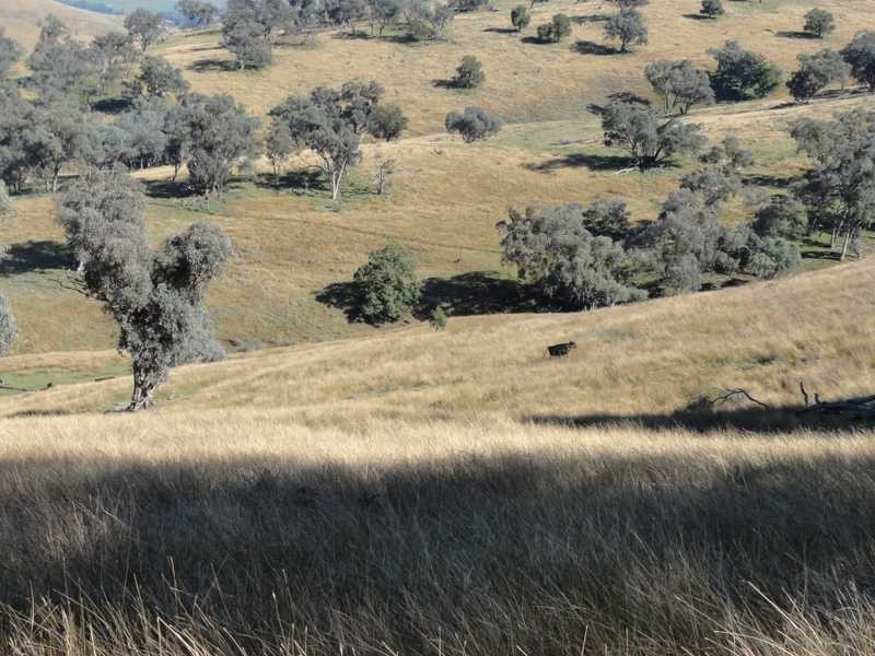 Lot/117 Kangaroo Mount Road, Darbalara NSW 2722