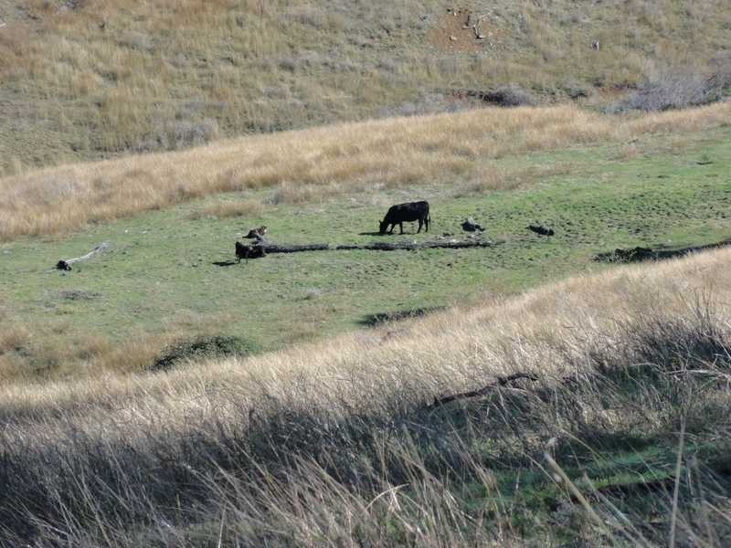 Lot/117 Kangaroo Mount Road, Darbalara NSW 2722