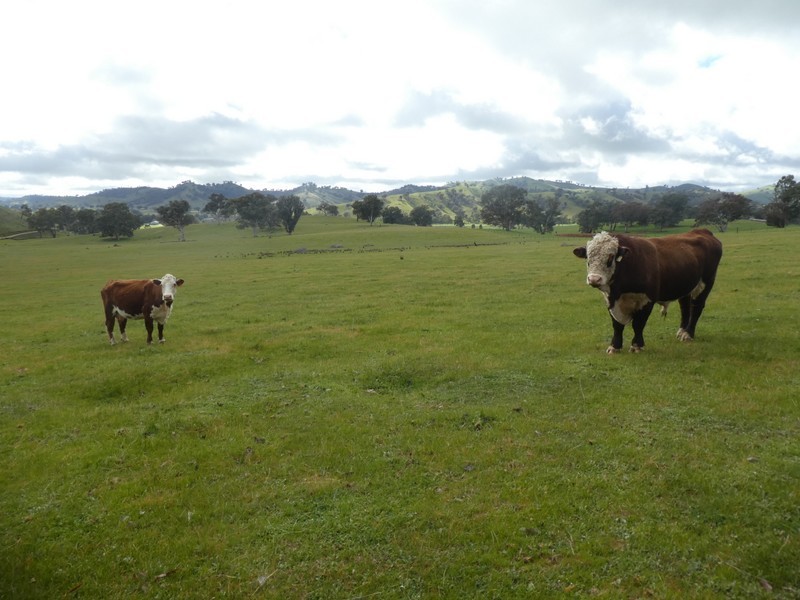 Lot 7 Lucernedale Road, Tumblong NSW 2729