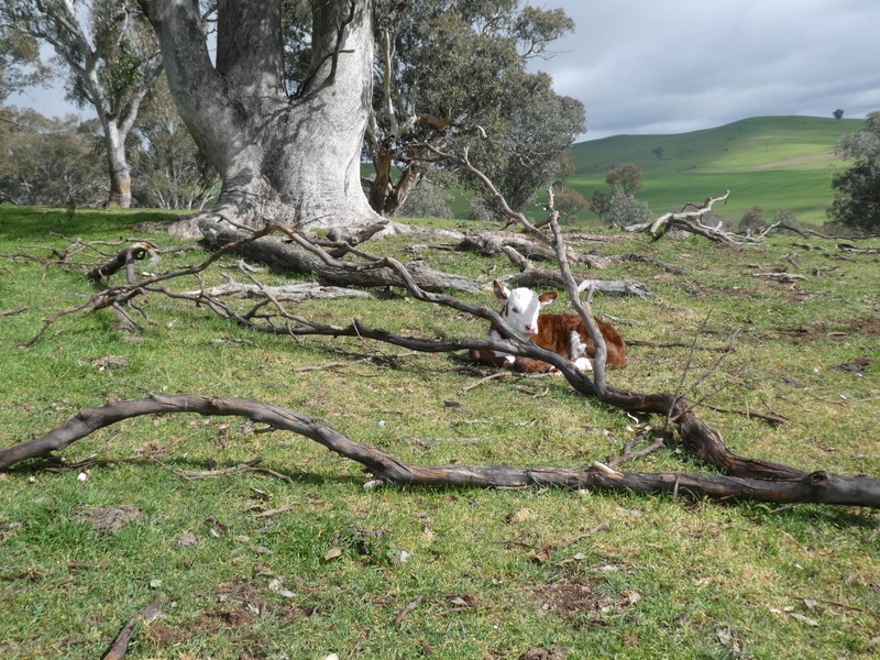 Lot 7 Lucernedale Road, Tumblong NSW 2729