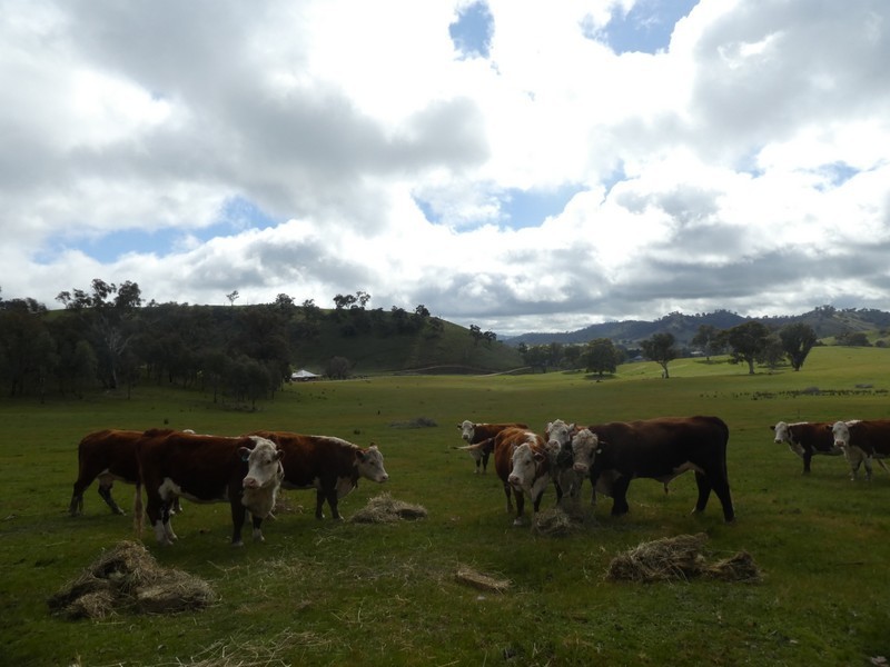Lot 7 Lucernedale Road, Tumblong NSW 2729
