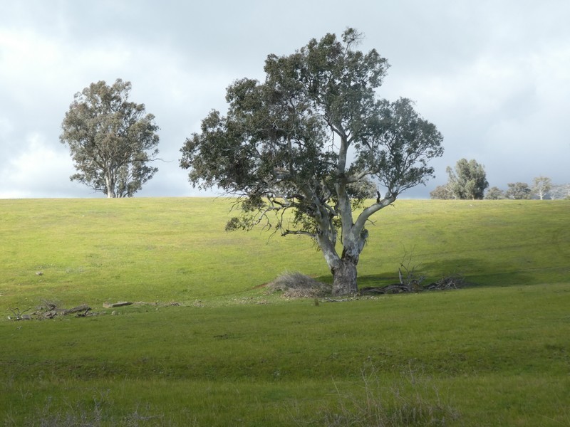 Lot 7 Lucernedale Road, Tumblong NSW 2729