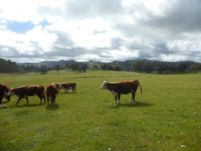 Lot 7 Lucernedale Road, Tumblong NSW 2729
