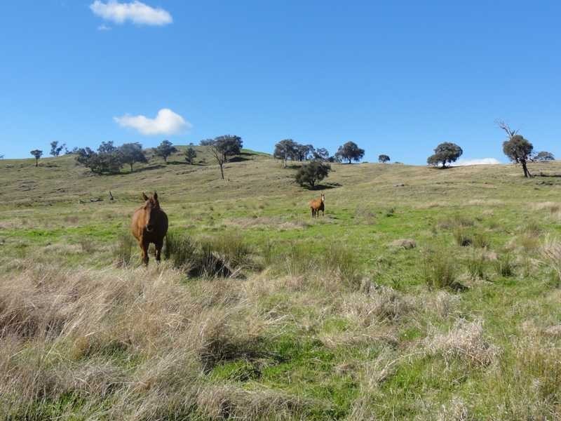 Lot/23 Nangus Road, Gundagai NSW 2722