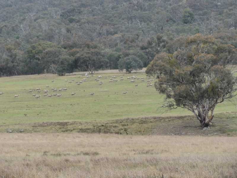 Beverley Hills Mahomets Lane, Bethungra NSW 2590